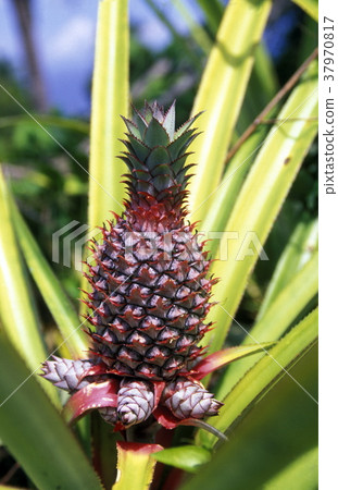 AFRICA COMOROS ANJOUAN AFRICA COMOROS ANJOUAN 37970817