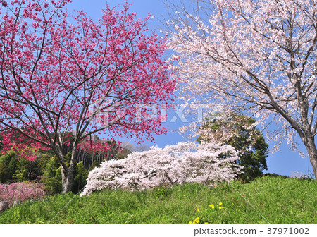 Cherry blossom-33064 Cherry blossom-33064 37971002