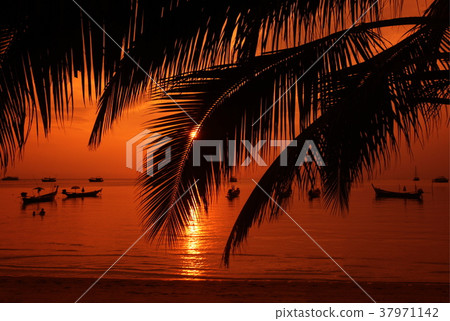 ASIA THAILAND KO TAO ASIA THAILAND KO TAO 37971142