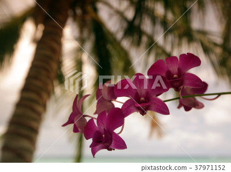 ASIA THAILAND KO TAO ASIA THAILAND KO TAO 37971152