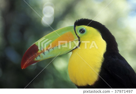 LATIN AMERICA HONDURAS COPAN LATIN AMERICA HONDURAS COPAN 37971497