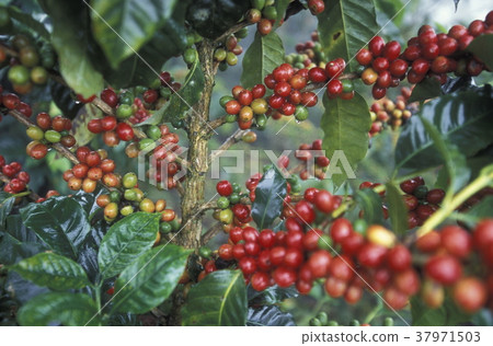 LATIN AMERICA HONDURAS COPAN 37971503