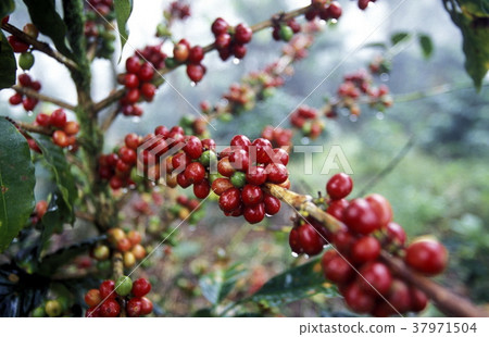 LATIN AMERICA HONDURAS COPAN LATIN AMERICA HONDURAS COPAN 37971504