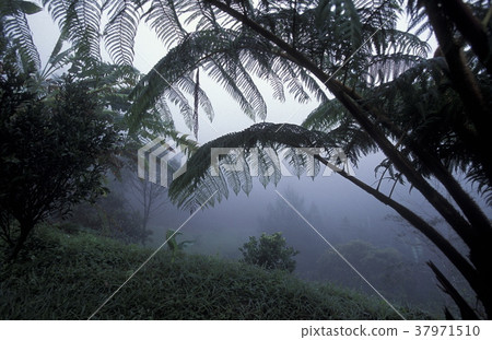 LATIN AMERICA HONDURAS COPAN 37971510