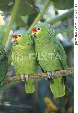 LATIN AMERICA HONDURAS COPAN LATIN AMERICA HONDURAS COPAN 37971511