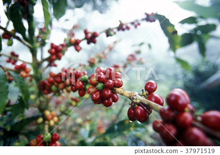 LATIN AMERICA HONDURAS COPAN 37971519