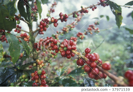 LATIN AMERICA HONDURAS COPAN LATIN AMERICA HONDURAS COPAN 37971539