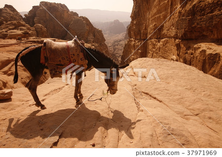 ASIA MIDDLE EAST JORDAN PETRA 37971969