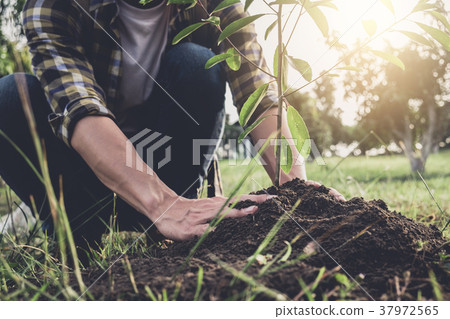 Young man planting the tree while Watering a tree working in the 37972565