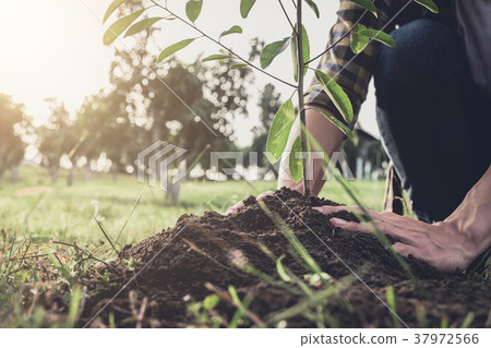 Young man planting the tree while Watering a tree working in the 37972566