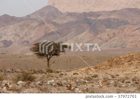 ASIA MIDDLE EAST JORDAN ASIA MIDDLE EAST JORDAN 37972701