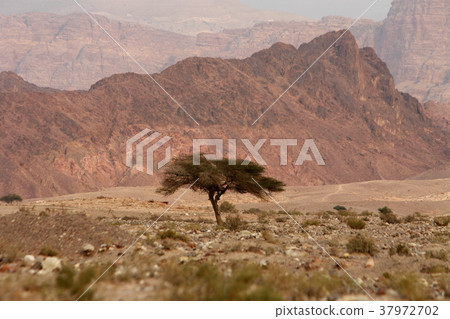 ASIA MIDDLE EAST JORDAN ASIA MIDDLE EAST JORDAN 37972702