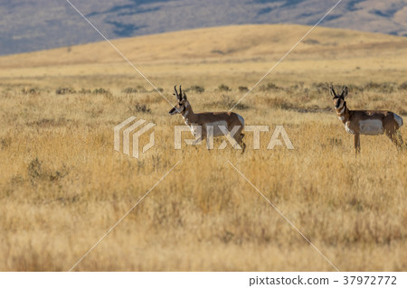 Pronghorn Antelope Bucks Pronghorn Antelope Bucks 37972772