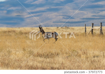 Pronghorn Antelope Buck Pronghorn Antelope Buck 37972773