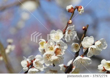 Plum blossom Plum blossom 37972774