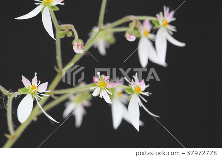 雪下花 雪下花 37972778