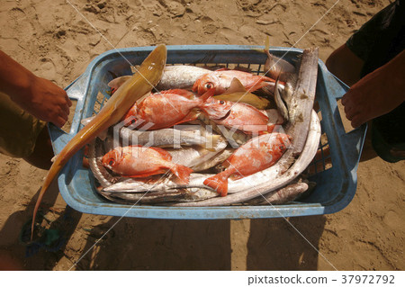 VENEZUELA ISLA MARGATITA JUANGRIEGO FISH MARKET VENEZUELA ISLA MARGATITA JUANGRIEGO FISH MARKET 37972792
