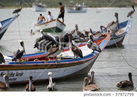 VENEZUELA ISLA MARGATITA JUANGRIEGO BEACG VENEZUELA ISLA MARGATITA JUANGRIEGO BEACG 37972799