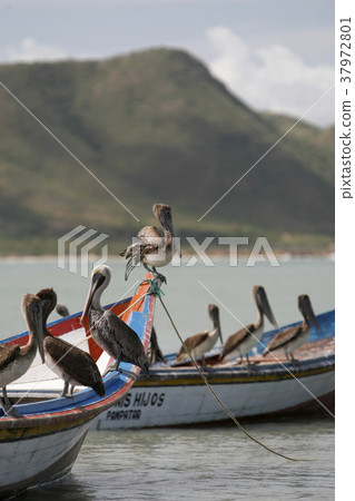 VENEZUELA ISLA MARGATITA JUANGRIEGO BEACG VENEZUELA ISLA MARGATITA JUANGRIEGO BEACG 37972801