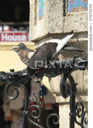 Hippocrates Square. Rhodes 37973334