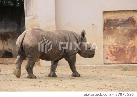 廣島Asa動物園Kurosai 廣島Asa動物園Kurosai 37973556