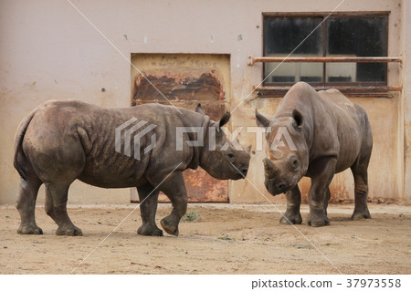 廣島Asa動物園Kurosai 廣島Asa動物園Kurosai 37973558
