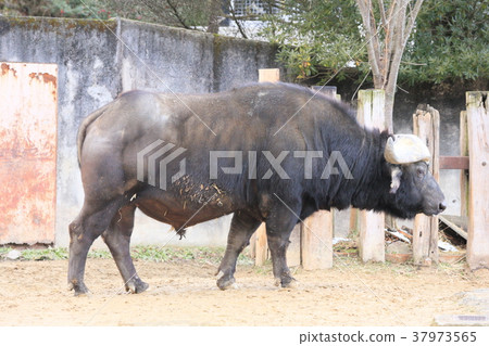 廣島Asa動物園非洲水牛 37973565