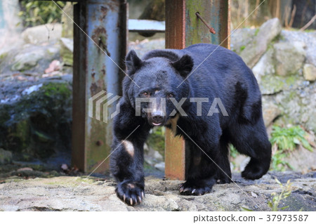 廣島Asa動物園日本黑熊 37973587