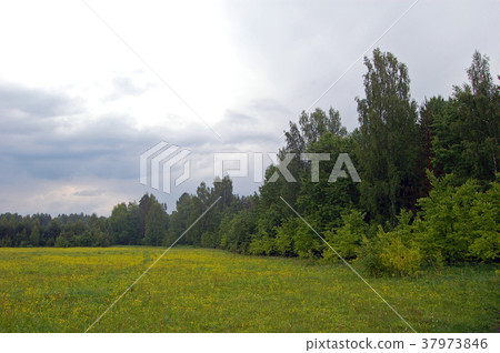forest glade in rainy weather forest glade in rainy weather 37973846