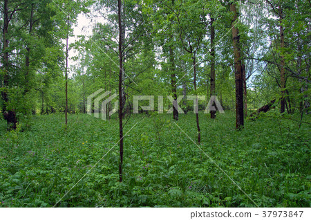 a grove with a rich undergrowth a grove with a rich undergrowth 37973847