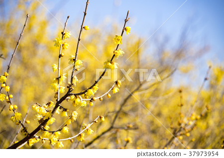 Lobai flower 37973954