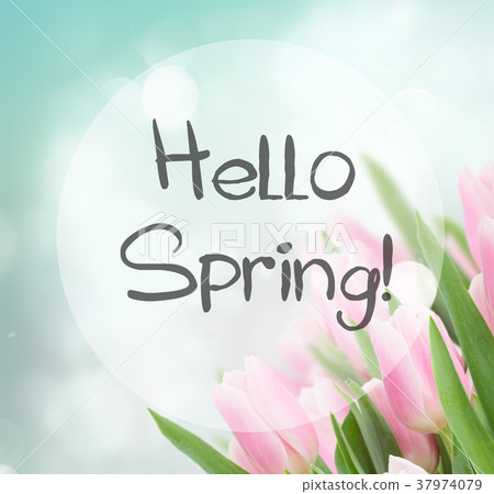 close up of pink tulips close up of pink tulips 37974079