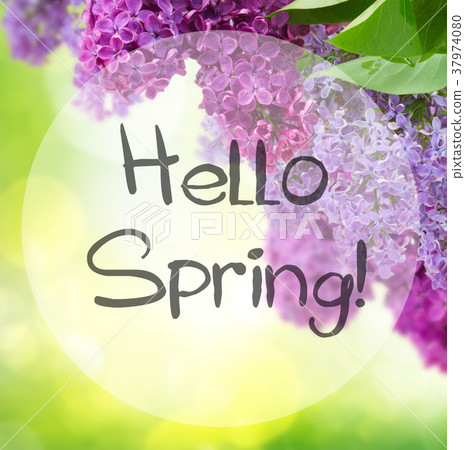 Lilac flowers tree 37974080