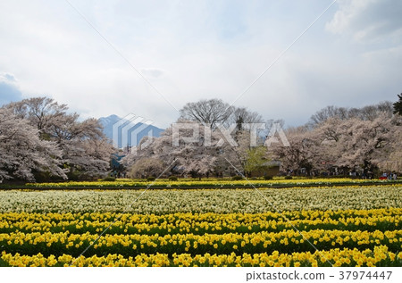 Sakura and trumpet narcissus Sakura and trumpet narcissus 37974447