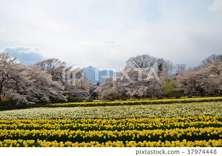 Sakura and trumpet narcissus Sakura and trumpet narcissus 37974448