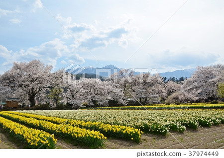 櫻花和喇叭水仙 37974449