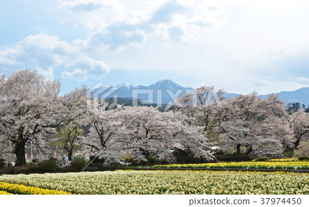 Sakura and trumpet narcissus Sakura and trumpet narcissus 37974450