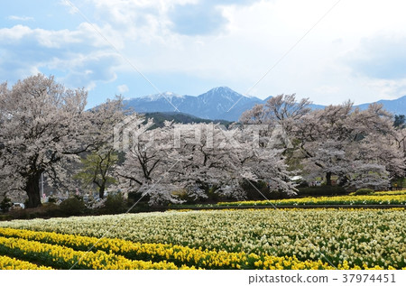 Sakura and trumpet narcissus Sakura and trumpet narcissus 37974451