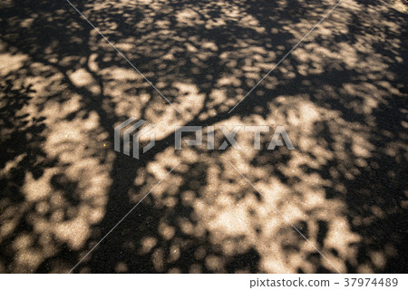 Shadow of a tree 37974489