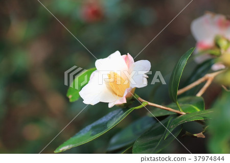 Rose flower Showa Asuke Rose flower Showa Asuke 37974844