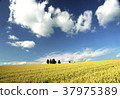 The hills of midsummer 37975389