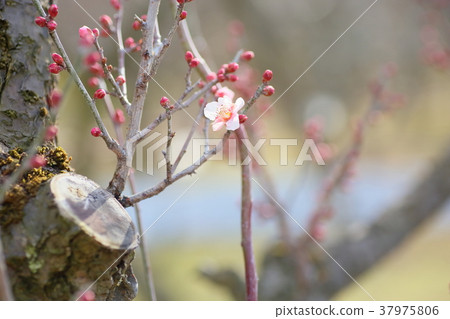 Pink plum blossom red winter solstice Pink plum blossom red winter solstice 37975806