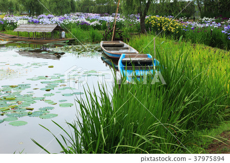 Iris of Katori City Sahara Suigo Iris of Katori City Sahara Suigo 37975894