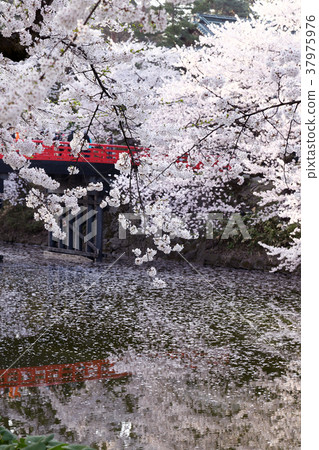 Hirosaki Park cherry blossom landscape 37975976
