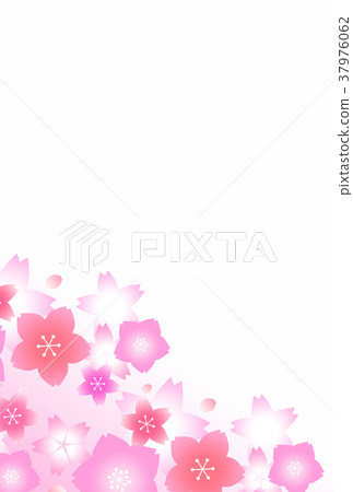 Cherry Blossoms Cherry Blossoms 37976062