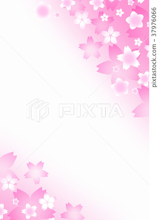 Cherry Blossoms	 37976066