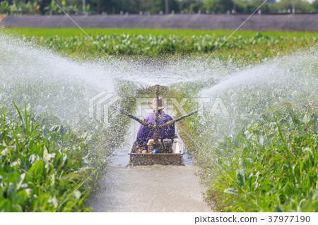 Farmer on boat with pump system and spraying water to vegetable farm 37977190