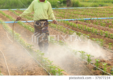Local Thai farmer or gardener spraying chemical in Marigold flower field at northern of Thailand 37977234