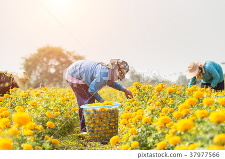 Thai worker or gardener keeping Marigold flower in field at northern of Thailand 37977566