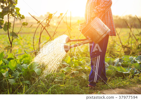 Thai farmer or gardener watering in vegetable farm with watering can and view of sunset effect background 37977594